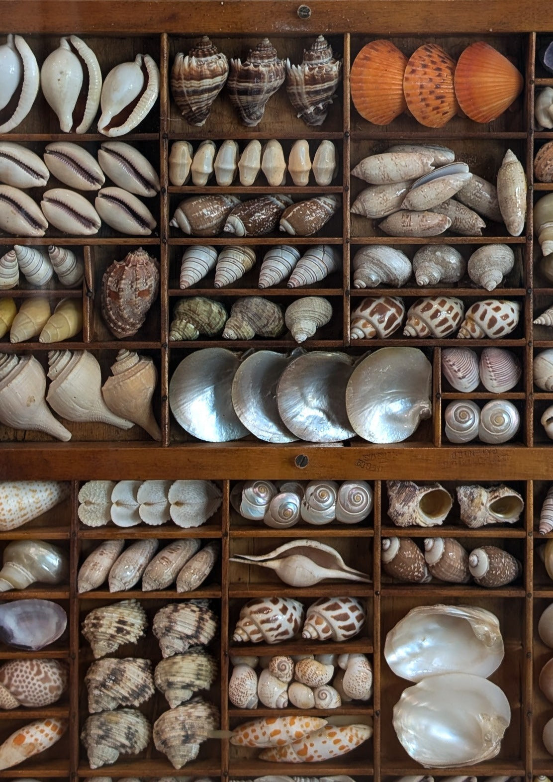 Exceptional Vintage Printer's Tray Seashell Display