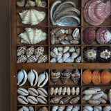 Exceptional Vintage Printer's Tray Seashell Display