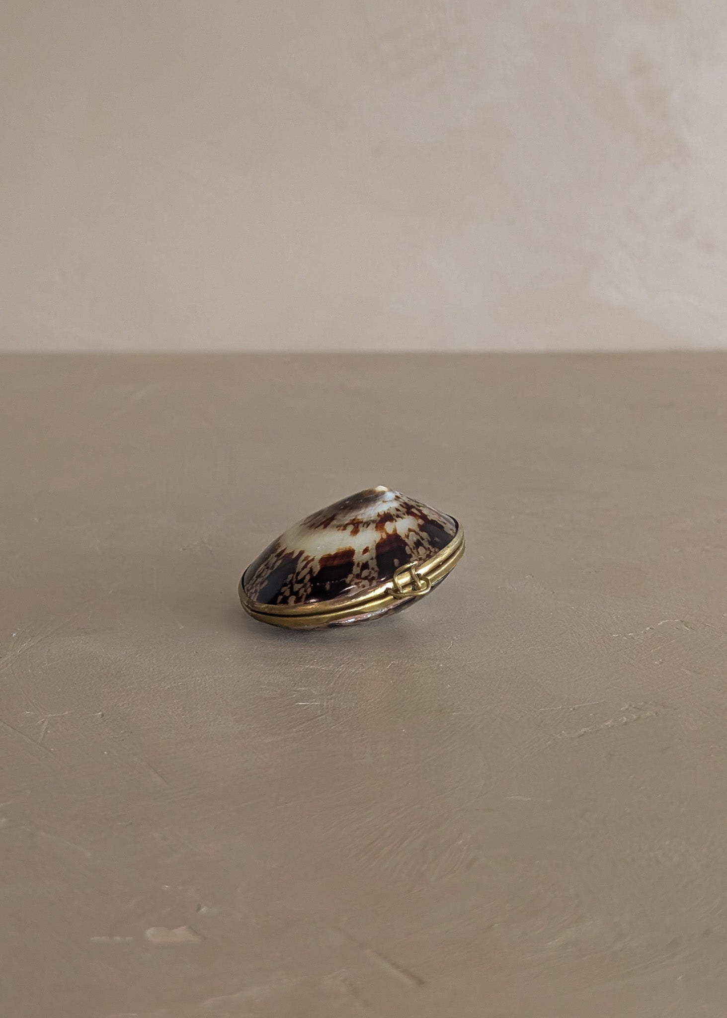 Polished Limpet Shell Trinket Box