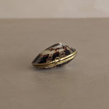 Polished Limpet Shell Trinket Box