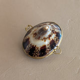 Polished Limpet Shell Trinket Box