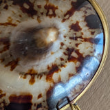 Polished Limpet Shell Trinket Box
