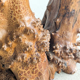 Vintage Burl Wood Console or Tall Side Table with Burl Root Base