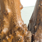 Vintage Burl Wood Console or Tall Side Table with Burl Root Base