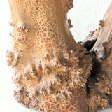 Vintage Burl Wood Console or Tall Side Table with Burl Root Base