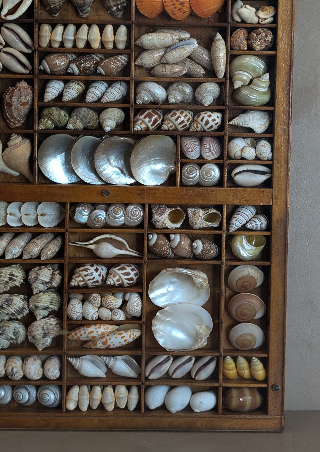 Exceptional Vintage Printer's Tray Seashell Display