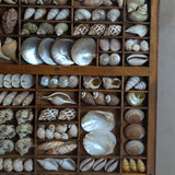 Exceptional Vintage Printer's Tray Seashell Display