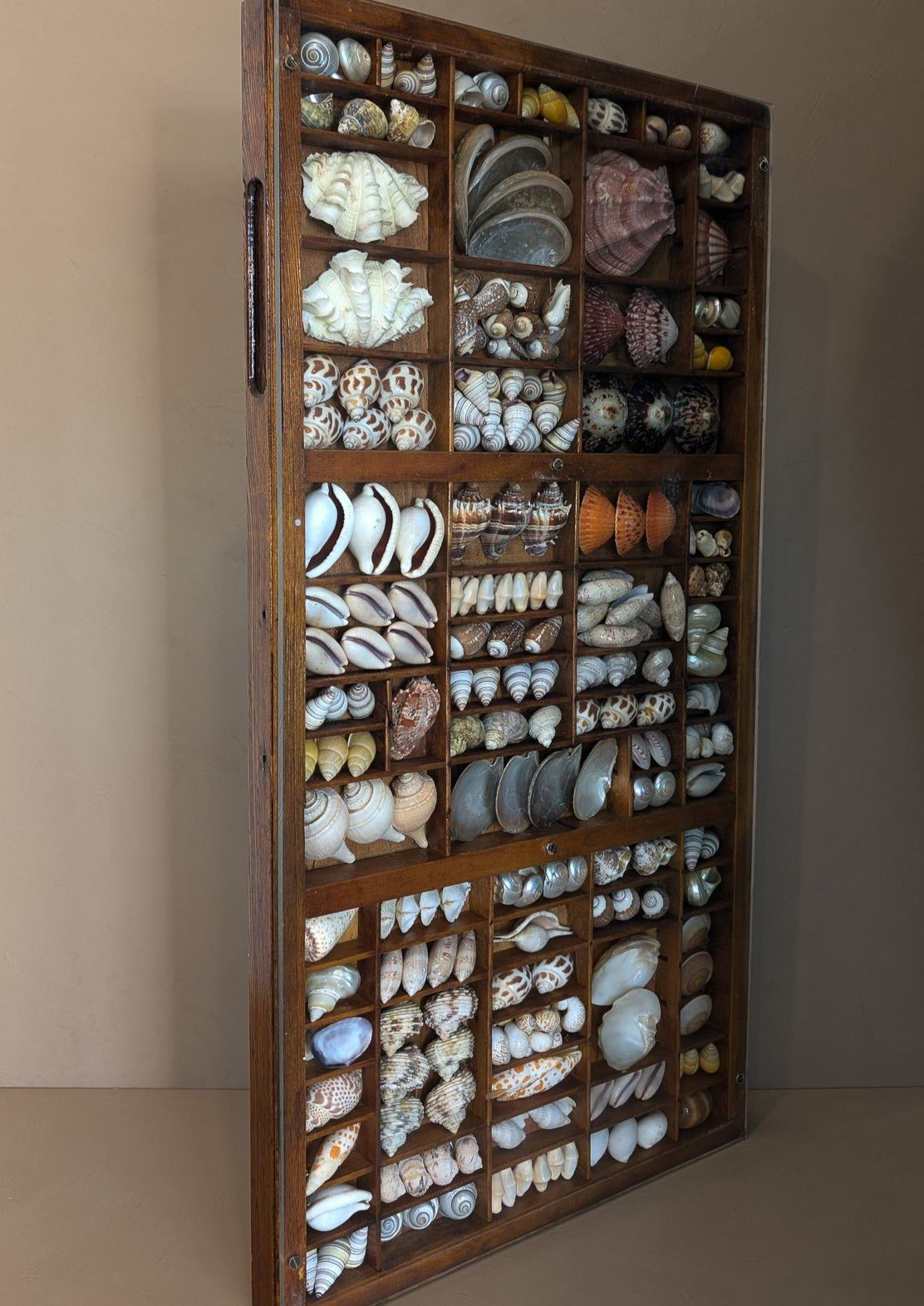 Exceptional Vintage Printer's Tray Seashell Display