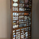 Exceptional Vintage Printer's Tray Seashell Display