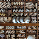 Exceptional Vintage Printer's Tray Seashell Display