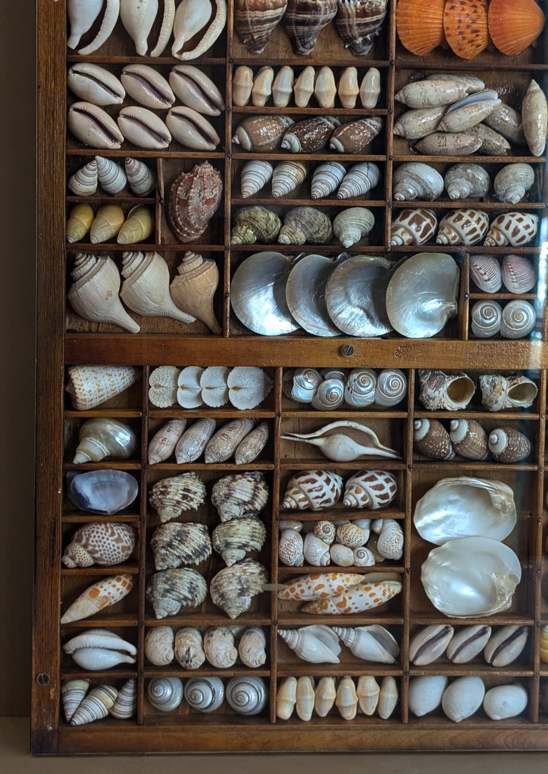 Exceptional Vintage Printer's Tray Seashell Display