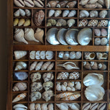 Exceptional Vintage Printer's Tray Seashell Display