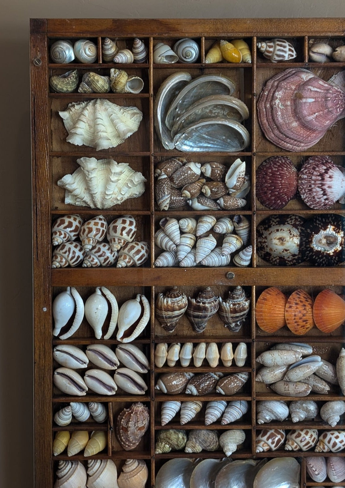 Exceptional Vintage Printer's Tray Seashell Display