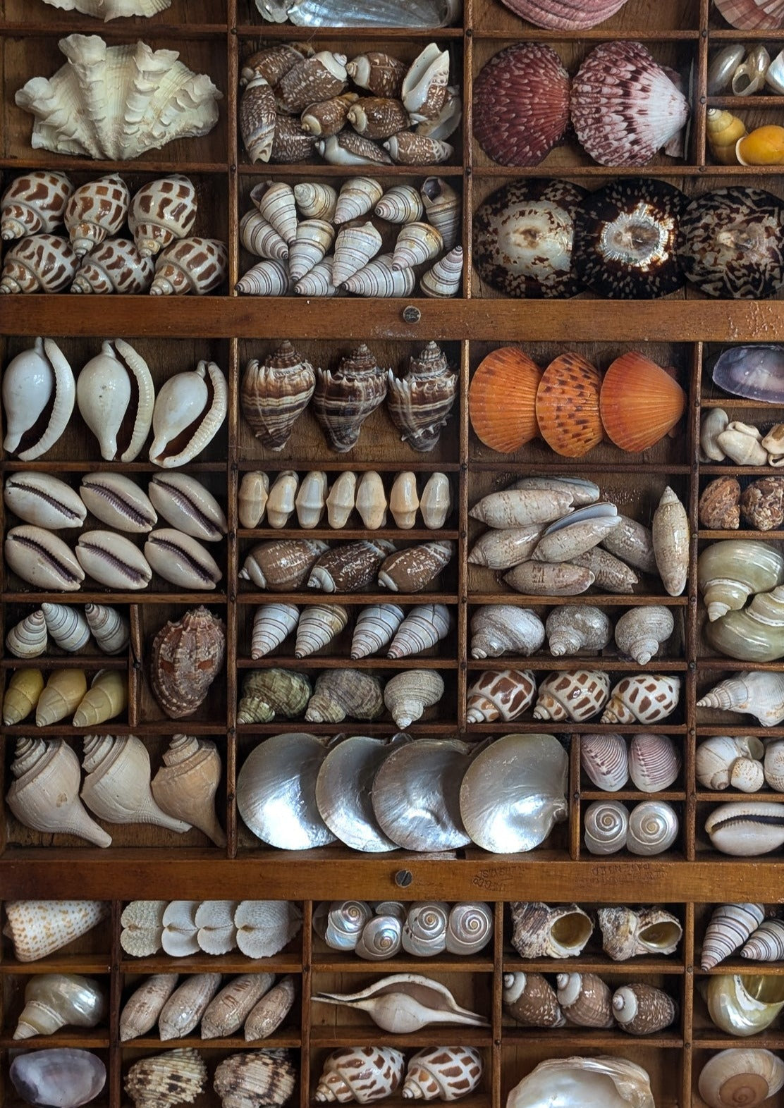 Exceptional Vintage Printer's Tray Seashell Display