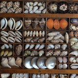 Exceptional Vintage Printer's Tray Seashell Display