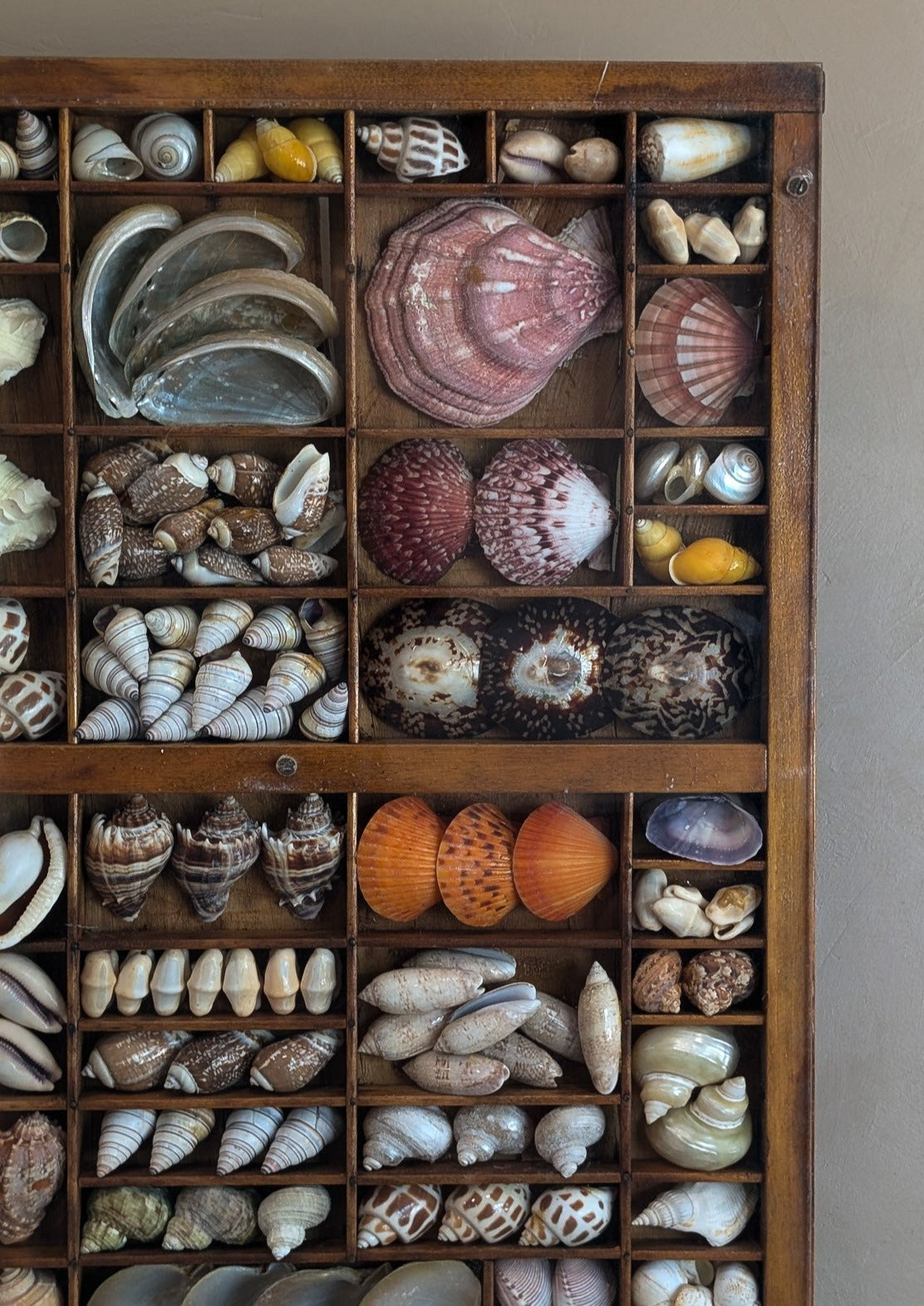 Exceptional Vintage Printer's Tray Seashell Display