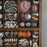 Exceptional Vintage Printer's Tray Seashell Display