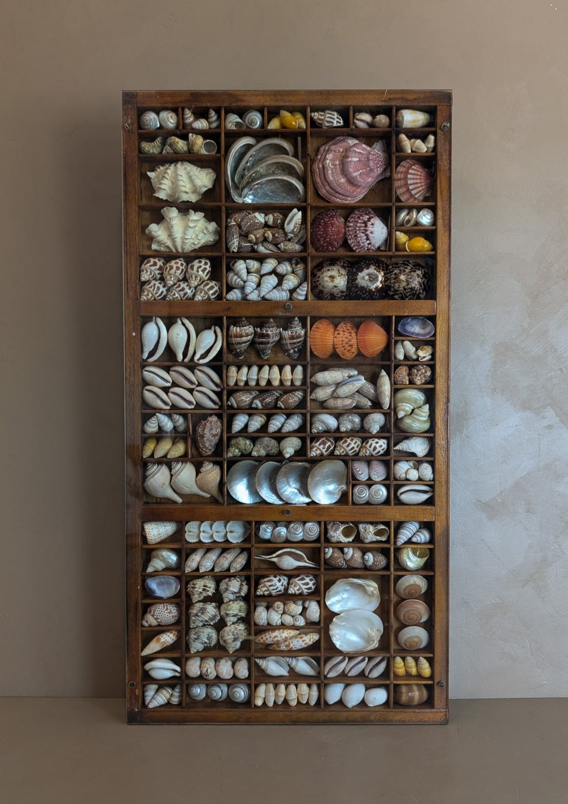 Exceptional Vintage Printer's Tray Seashell Display