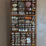 Exceptional Vintage Printer's Tray Seashell Display