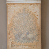 Late 1800s Antique "Flowers of the Holy Land" Pressed Flower Herbarium Book from 1871