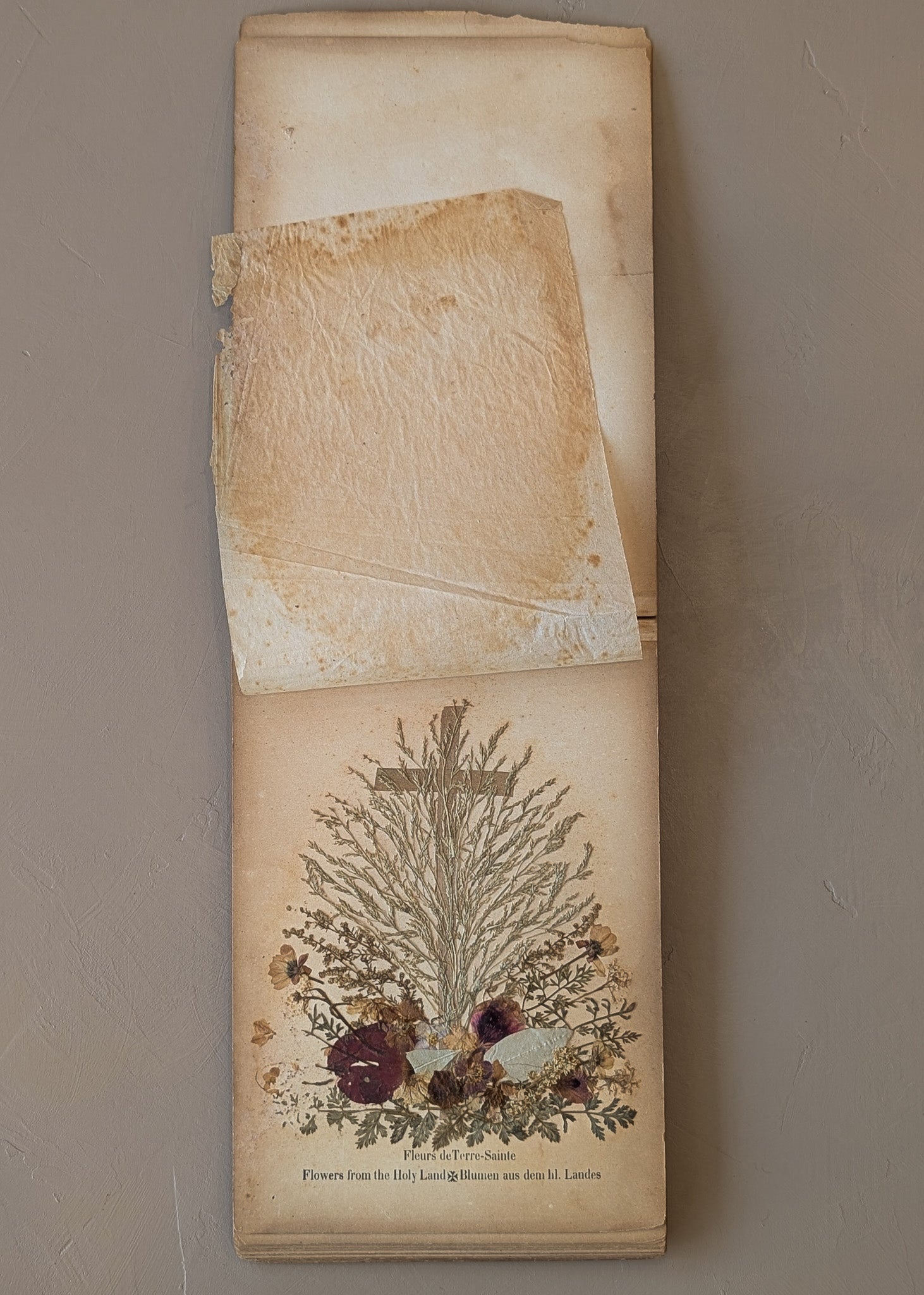 Late 1800s Antique "Flowers of the Holy Land" Pressed Flower Herbarium Book from 1871