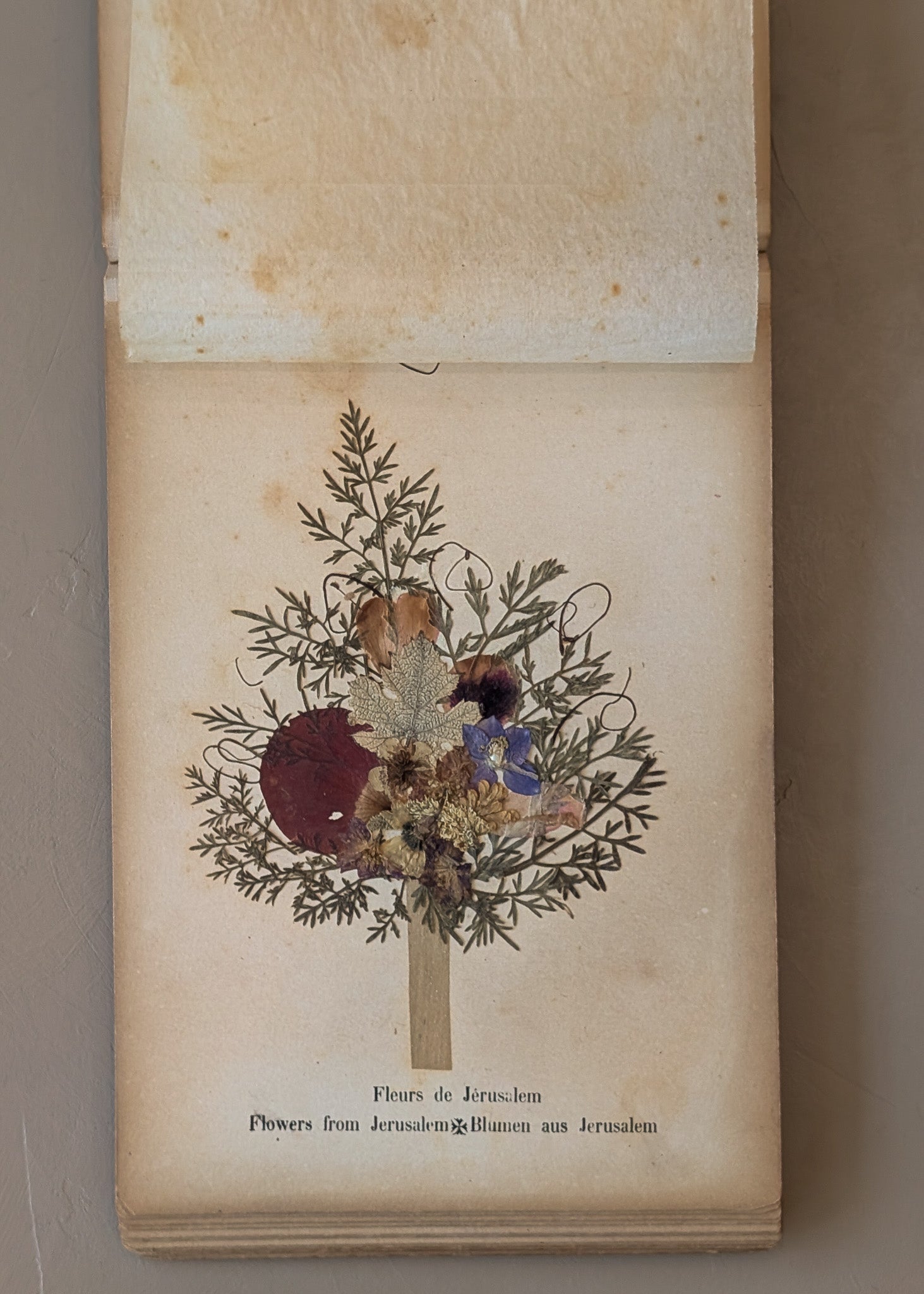 Late 1800s Antique "Flowers of the Holy Land" Pressed Flower Herbarium Book from 1871