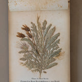 Late 1800s Antique "Flowers of the Holy Land" Pressed Flower Herbarium Book from 1871