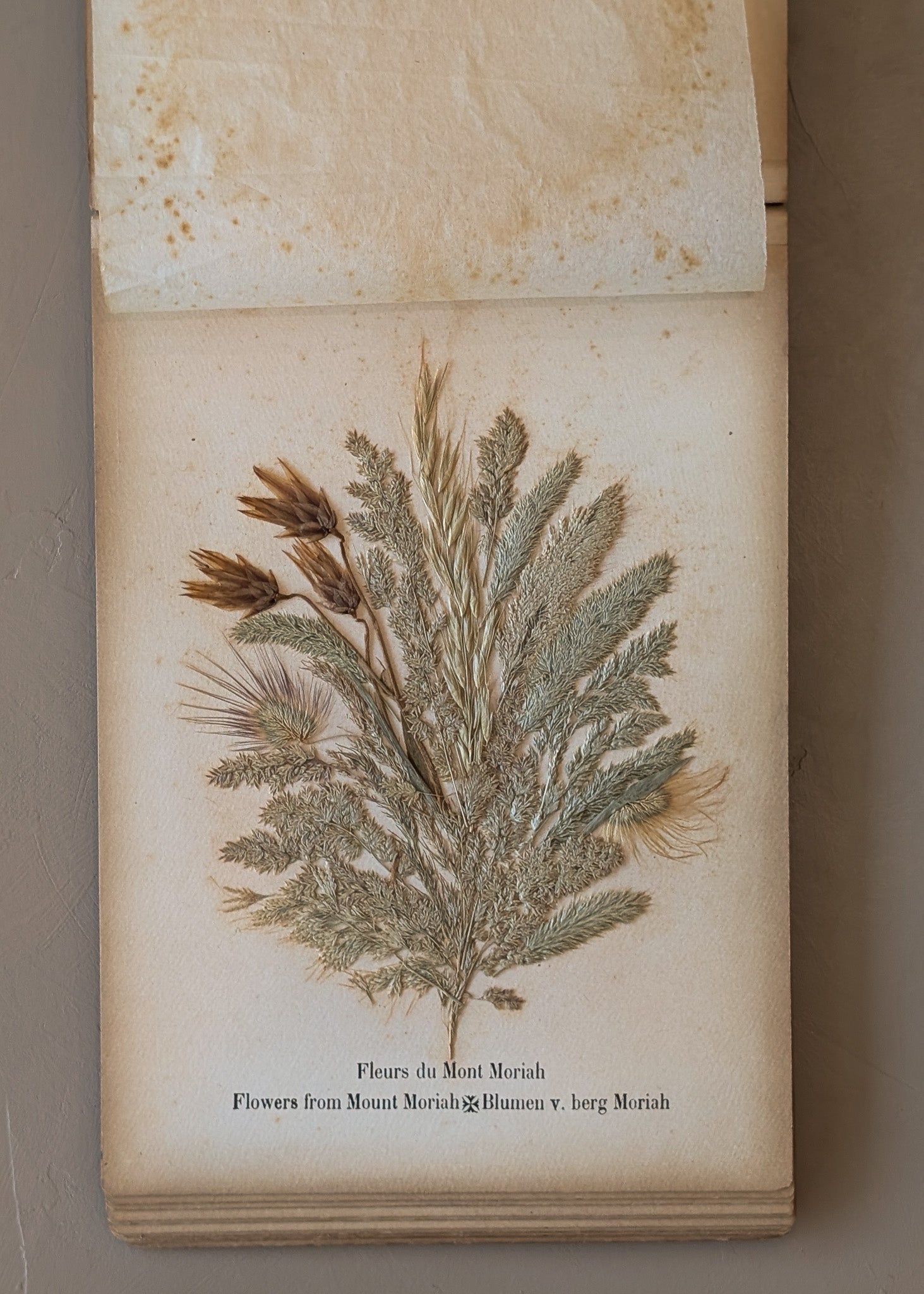 Late 1800s Antique "Flowers of the Holy Land" Pressed Flower Herbarium Book from 1871