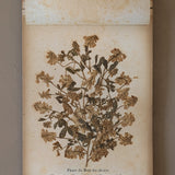 Late 1800s Antique "Flowers of the Holy Land" Pressed Flower Herbarium Book from 1871