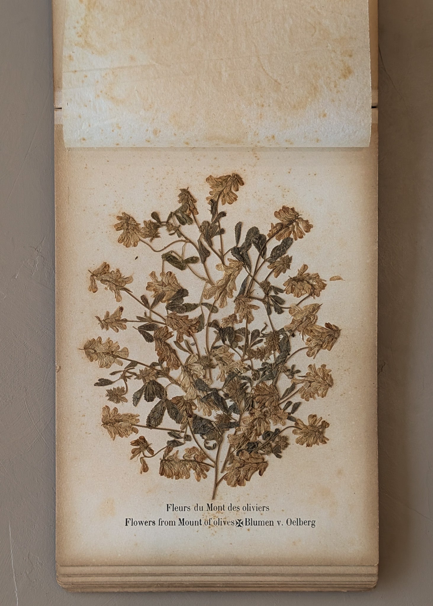 Late 1800s Antique "Flowers of the Holy Land" Pressed Flower Herbarium Book from 1871