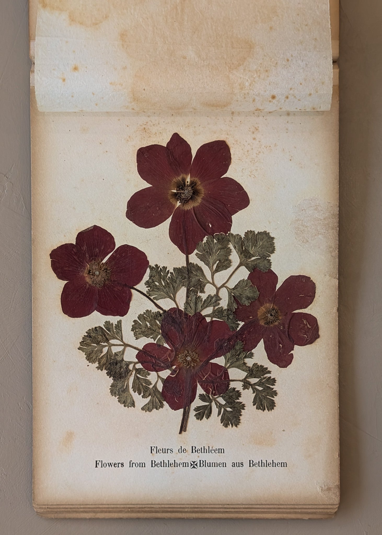 Late 1800s Antique "Flowers of the Holy Land" Pressed Flower Herbarium Book from 1871