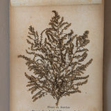 Late 1800s Antique "Flowers of the Holy Land" Pressed Flower Herbarium Book from 1871