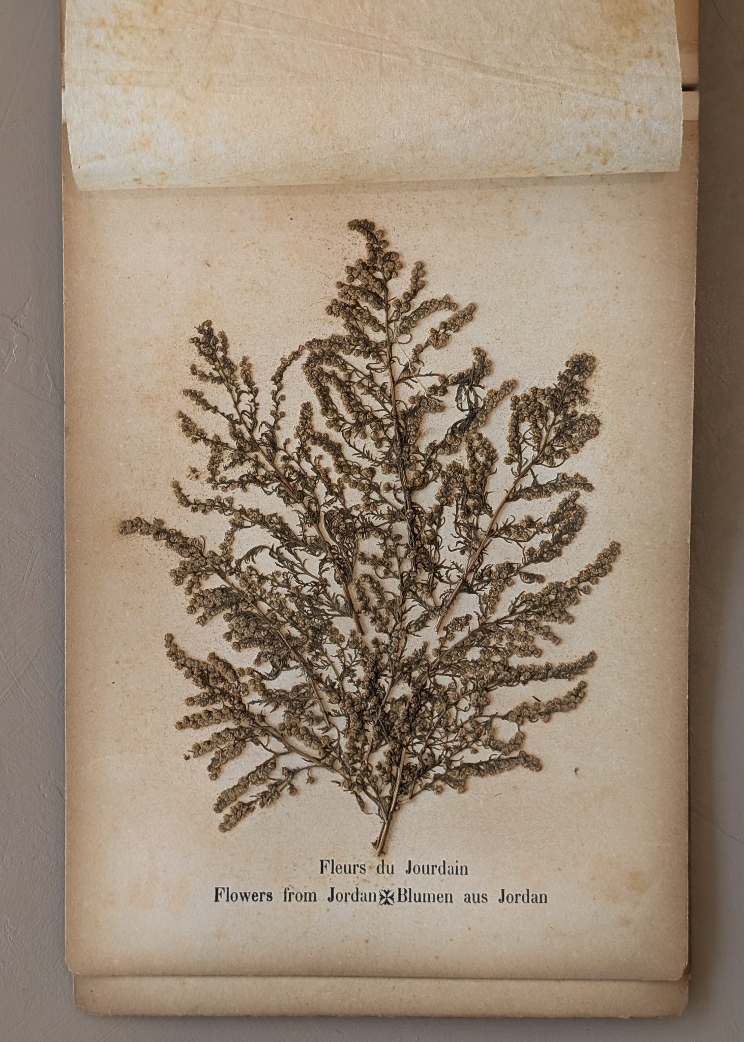 Late 1800s Antique "Flowers of the Holy Land" Pressed Flower Herbarium Book from 1871