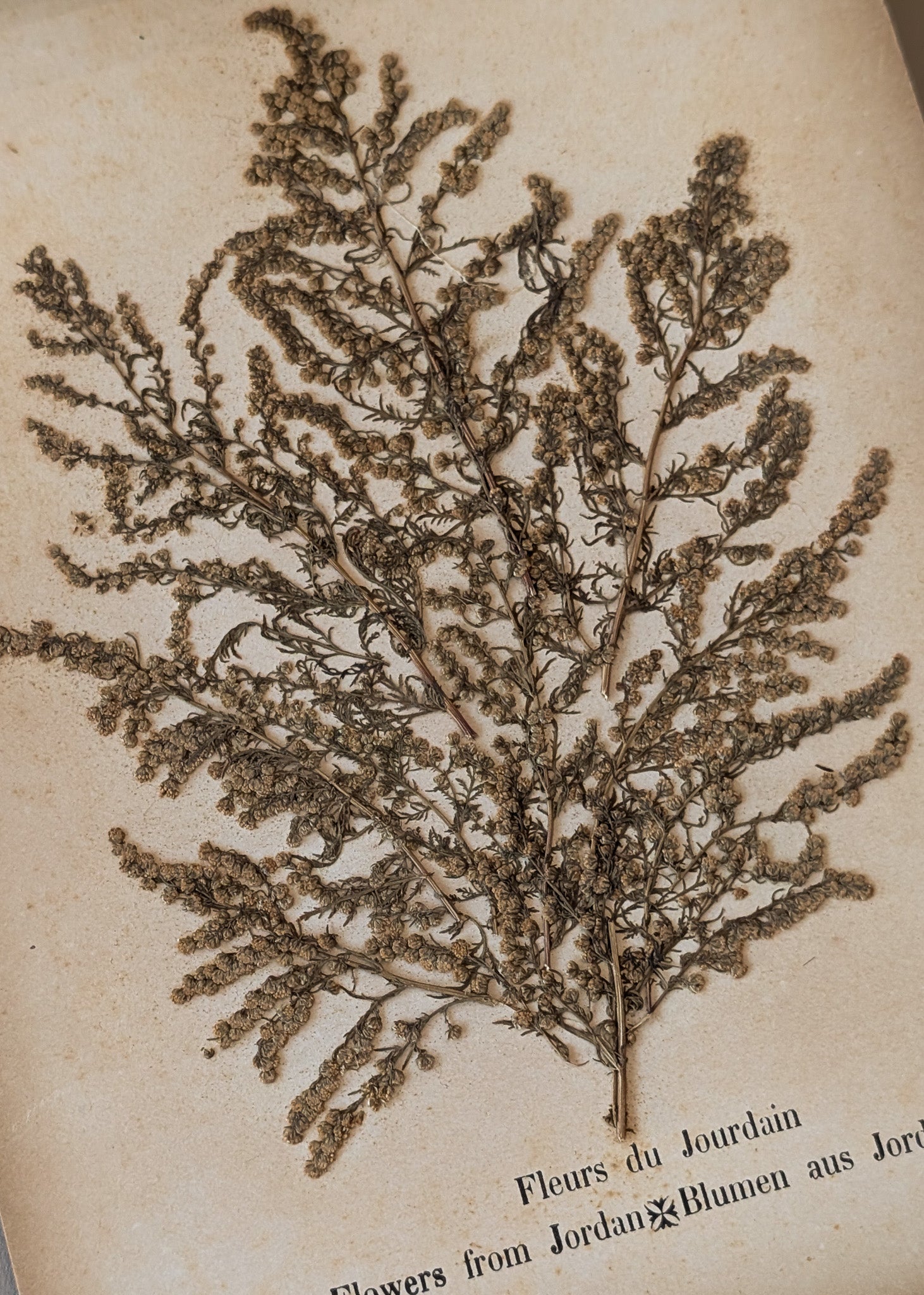 Late 1800s Antique "Flowers of the Holy Land" Pressed Flower Herbarium Book from 1871