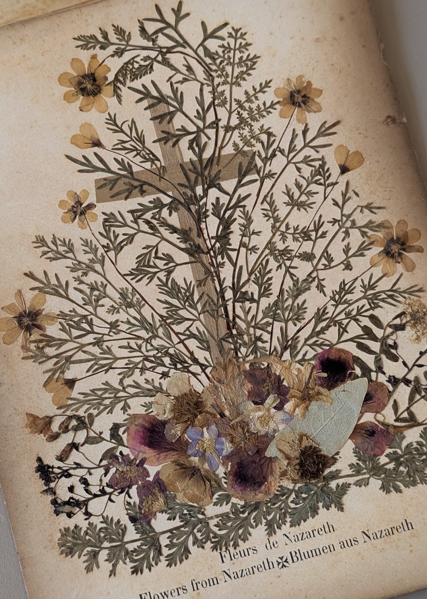 Late 1800s Antique "Flowers of the Holy Land" Pressed Flower Herbarium Book from 1871