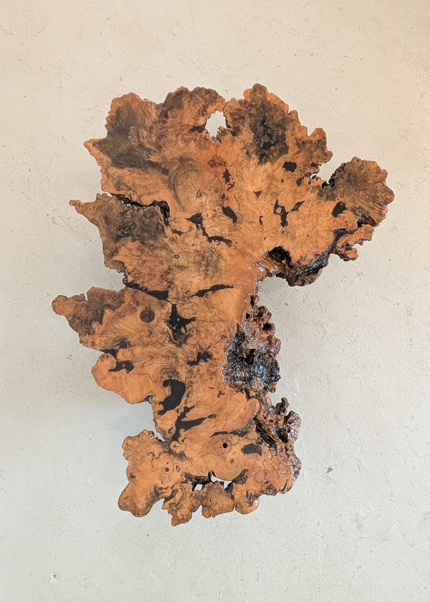 Vintage Midcentury Buckeye Burl Live Edge Coffee Table