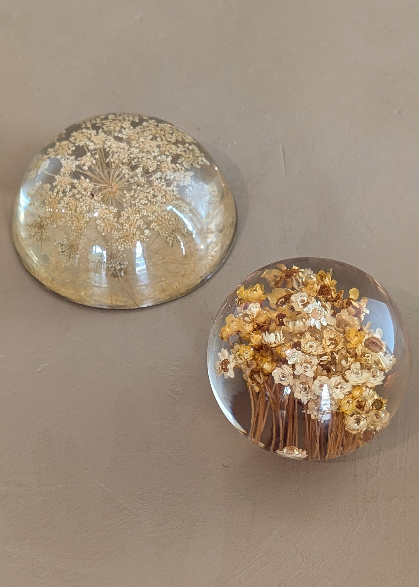 Vintage Real Dried Queen Anne's Lace Acrylic Paperweight