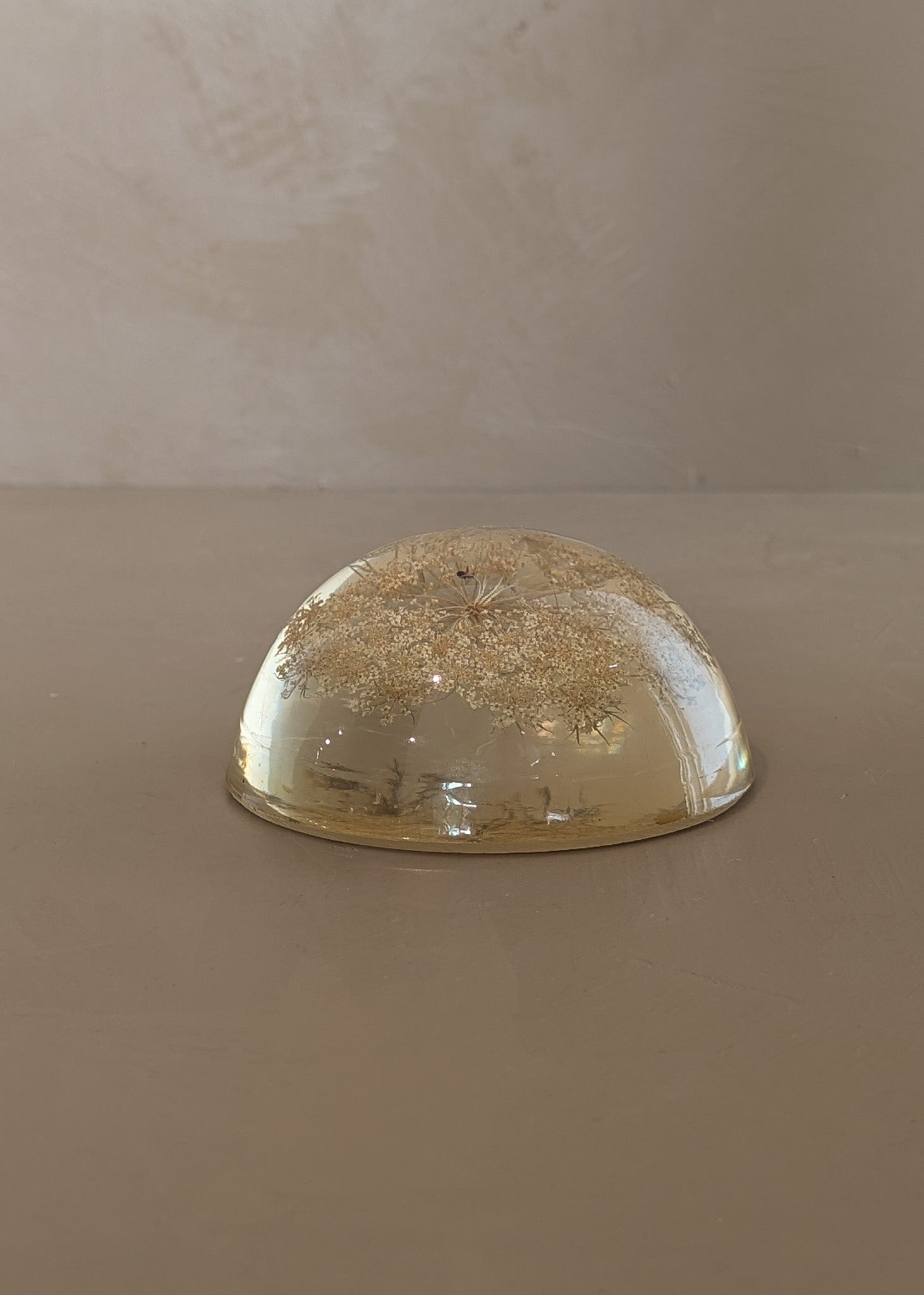 Vintage Real Dried Queen Anne's Lace Acrylic Paperweight