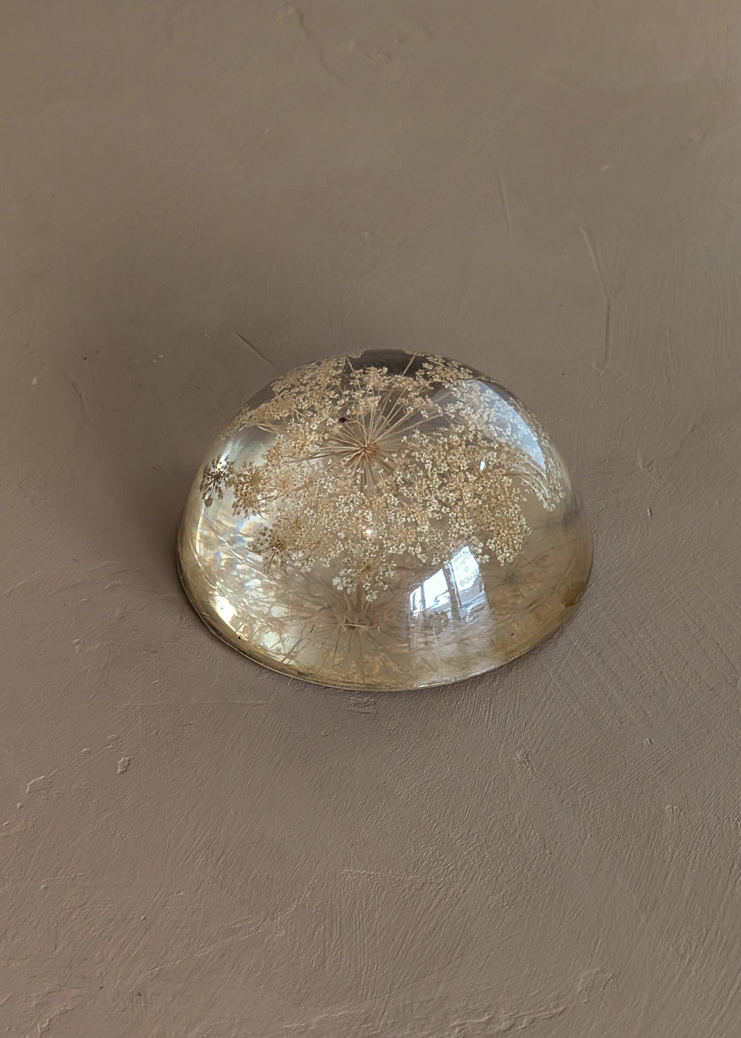 Vintage Real Dried Queen Anne's Lace Acrylic Paperweight