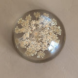 Vintage Real Dried Queen Anne's Lace Acrylic Paperweight