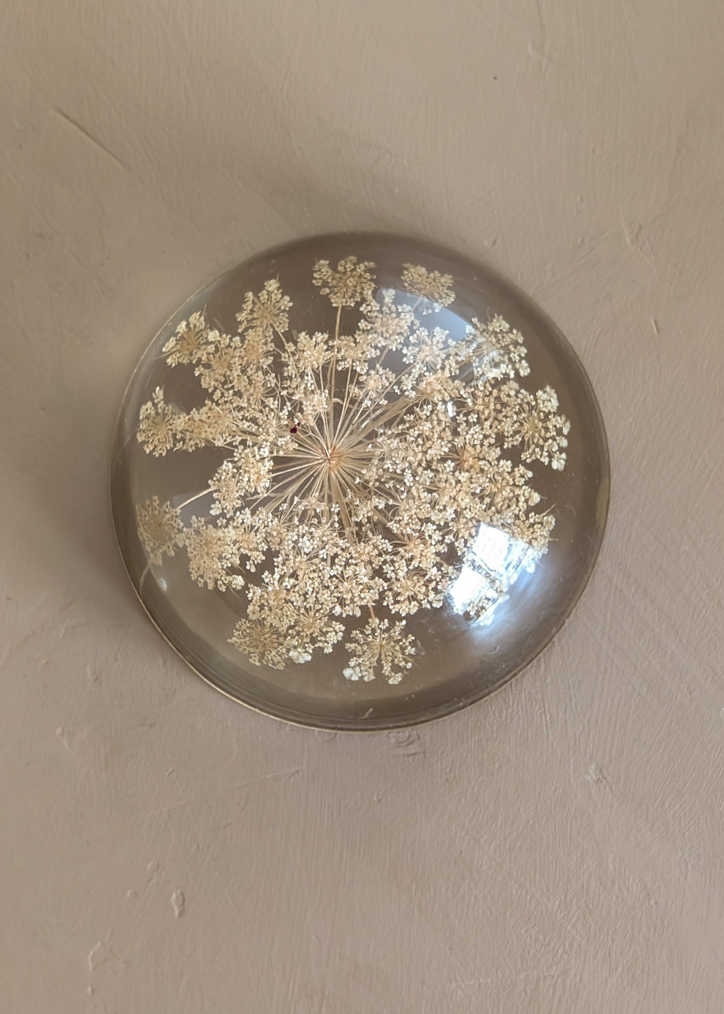 Vintage Real Dried Queen Anne's Lace Acrylic Paperweight