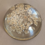 Vintage Real Dried Queen Anne's Lace Acrylic Paperweight