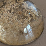 Vintage Real Dried Queen Anne's Lace Acrylic Paperweight
