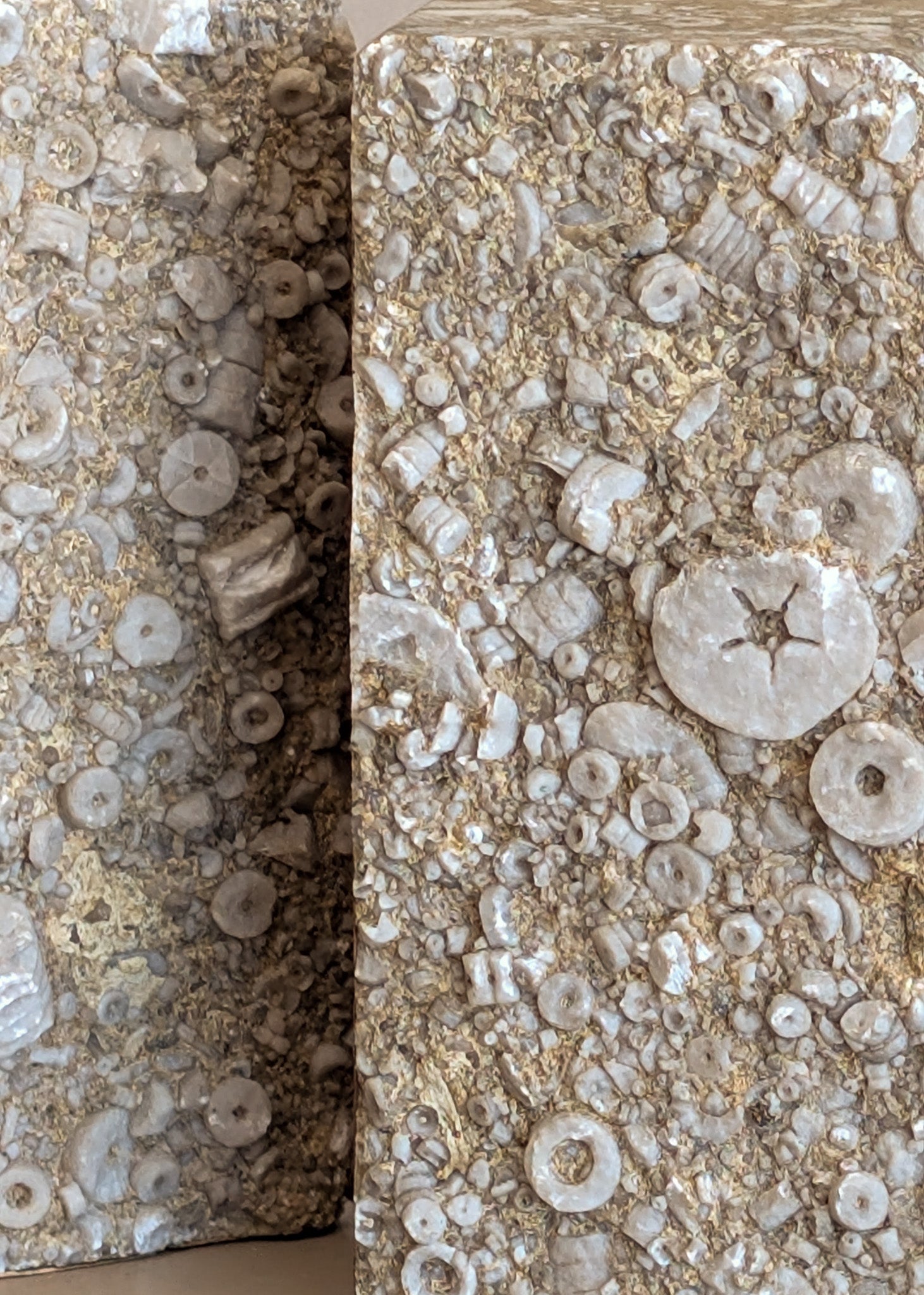 Rare Pair of Unique Vintage Fossilized Crinoid (Sea Lilies) Bookends